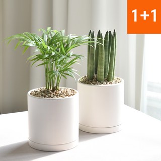 1+1 공기정화식물 스투키 테이블야자 인테리어식물, 스투키+테이블야자(세라믹원형11호 세트), 1세트