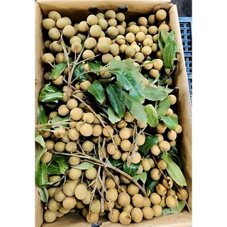 小資大顆龍眼6斤裝 (6斤), 1個