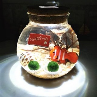 海藻球水培植物微景觀生態瓶苔蘚盆栽玻璃瓶 (包郵), 小丑魚帶燈（玉石 2歲2顆）, 1個