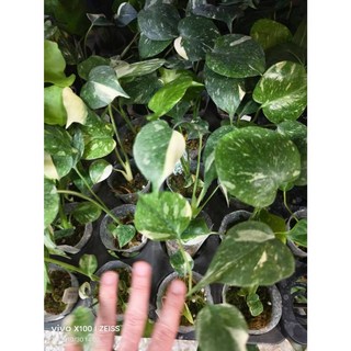 熊貓購物 台灣發票 買8送1 泰斑龜背芋 斑葉龜背芋 龜背芋 黃斑龜背芋 盆栽 肥料 室內植物, 泰斑龜背芋1.7吋, 1個