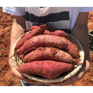 [농장직송] 해남 황토 꿀 고구마 베니하루카 햇 꿀밤고구마, 1박스, 한입 5kg(20~60g)