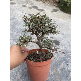 斑葉榆樹盆景材，4吋盆，居家綠植盆栽，易於照料，增添生活品味與自然活力, 1個
