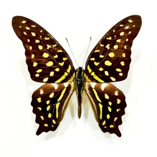 蝴蝶標本A1 綠斑鳳蝶 Graphium agamemnon 南洋小斑種 未展翅乾貨，精選A1級，未展翅DIY設計，稀有南洋品種，居家裝飾、教學展示皆宜