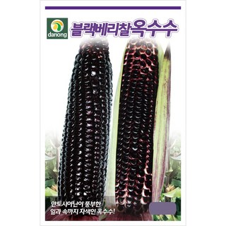 다농 블랙베리찰옥수수 씨앗 70립 자색 찰옥수수씨 종자, 5개