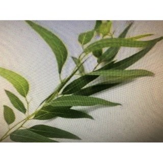 藍膠尤加利精油 (一) 約850g 耐酸鹼塑膠罐分裝, 1個