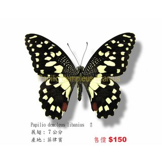 蟲新發現 蝴蝶標本A1 無尾鳳蝶 菲律賓產 昆蟲收藏, 1個, 未展翅乾貨