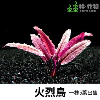 林作物 水草【火烈鳥】水中葉 (大/小整株出售) 稀有水草 前景 中景 紅色水草, 1個, S株(葉長2-3cm)4葉以上