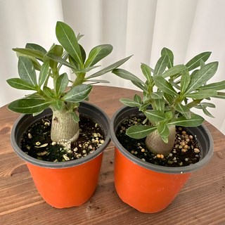 석화 미니바오밥나무 사막의장미 1+1 온정원 공기정화식물, 2개