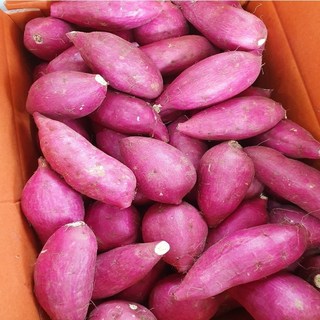 [산지직송] 25년수확 해남 햇 호풍미 호박고구마(비세척), 1박스, 중간 호박고구마(50~100g) 10kg