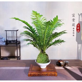 霏霏園藝美人蕨苔球含盆 可選黑盆或白盆 富貴蕨 售價450元, 1個