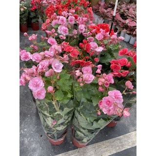 霏霏園藝海棠全年開花5-6吋盆栽 美化居家環境 特價優惠中