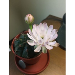 紅舖子 多肉。仙人掌 ，種植多年， 多肉植物。仙人掌。開花實際拍攝，三吋盆 可超商運 花期不長 出貨可能沒有花, 1個