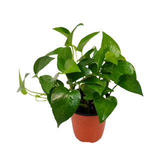 스킨답서스 테이블야자 금사철 스파트필름 싱고니움 율마 워터코인 소형식물모음, 스킨답서스(10cm), 1개