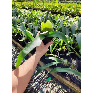 熊貓購物 日本園藝鹿角蕨盆栽組，買8送1，多肉蔓綠絨花燭龜背芋，室內綠植盆栽, 1個, 4吋