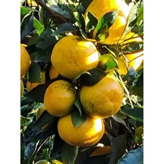 꿀단지귤 유기농귤 무농약귤 타이백귤 효돈귤 서귀포귤, 1박스, 10kg