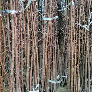 [경북농원] 복숭아나무 접목묘 특선 (경봉/백도/황도/천도/신비), 경봉 접목  상묘, 1개, 2년생