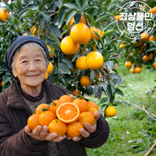 프리미엄 고당도 제주 천혜향 선물세트, 1박스, 1kg