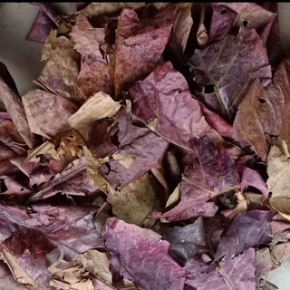 欖仁葉 10克茶包 - 精選水族大葉欖仁枯葉，適用於鬥魚, 10g, 1個