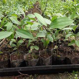 계피나무(시나몬)3치포트화분1주, 1개, 250g