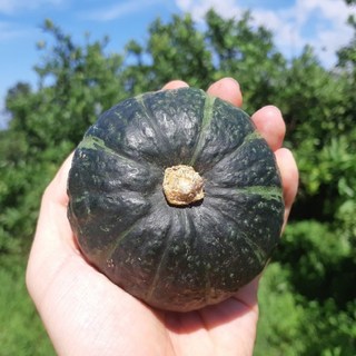 제주특산품 단호박 2kg 3kg 반찬요리 간식 제철농산물, 1개, 무농약 단호박 4kg (8~12수내외)