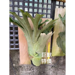 霏霏園藝女王蕨 綠意盎然 淨化空氣 提升居家品味 輕鬆好照顧