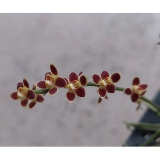 紅花大蜘蛛/不用水苔/2天一次水/注意環境通風，室內盆栽植物，花色鮮豔，易於照護, 1個