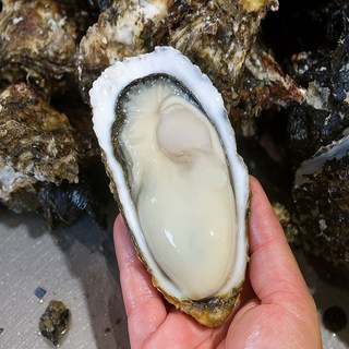 [50박스한정할인] 굴산지직송 최고급품질 통영 석화, 1개, 3kg