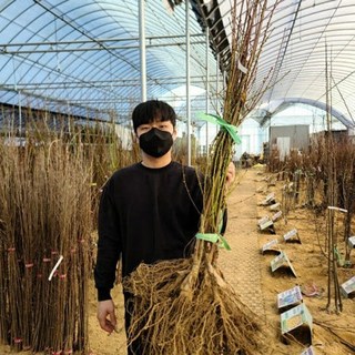 복숭아나무 묘목 신비 천도 복숭아나무 상묘, 신비 복숭아 상묘