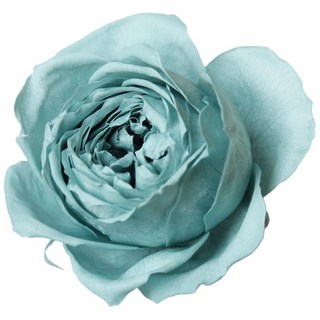 日本大地農園 02734系列不凋庭園玫瑰單朵 乾燥花材 不凋花藝設計首選, 671