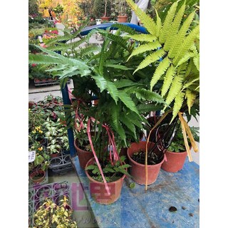 花花世界 傅氏鳳尾蕨 5-6吋盆 高20-60公分 適應力強, 1個