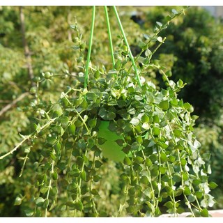 花樣渼栽盆栽生活館 百萬心吊盆 (3寸) (花盆色為隨機) 多肉植物 觀葉植物, 1個