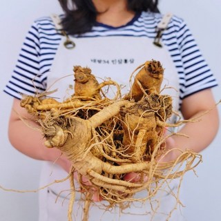 금산인삼 홍삼용 수삼 강화 세척삼 6년근 특난발삼 시장 8~11뿌리, 1개, [세척안함 + 용기포장]