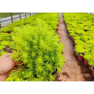 黃金佛甲草 三吋盆，多肉植物，適合家庭植栽, 裸根寄出,三吋盆大小, 1個