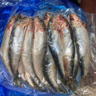 구이용 정어리 생미끼 텐야 텐빈, 1개, 1kg(16미내외), 급냉