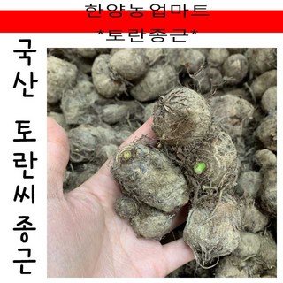 씨종자-국내산 토란씨 토란종자 토란종근 씨토란 토란씨 토란씨앗 국산, 500g, 1개