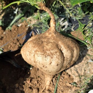 강릉 토종농장 직접농사 국산 히카마 얌빈 멕시코감자 정품 당뇨에 도움되는 슈퍼푸드, 1박스, 3kg