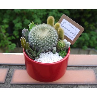 花樣渼栽盆栽生活館 桌上型仙人掌組 療癒多肉植物 室內外盆栽, 1個, 紅色