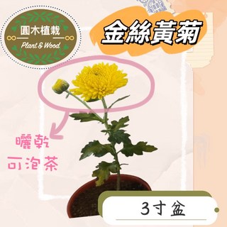 Plant & Wood 金絲黃菊 3吋盆栽 (可泡茶菊花), 3吋盆, 1件