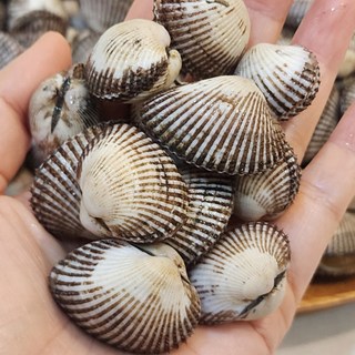 국내산 벌교 여자만 정품 새꼬막 3키로 6키로 세척꼬막 벌교꼬막 당일조업, 1세트, 국내산 새꼬막 6kg(600-780미내외)