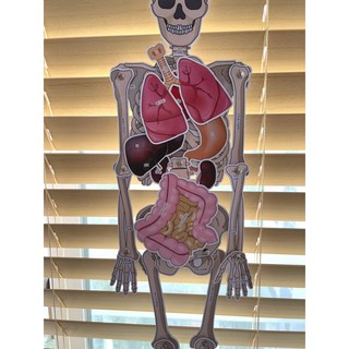 우리몸 초등 실과 중학교 과학 보건 인체장기 내장기관 위치 해골 인체 모형 만들기 고등학교