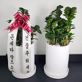 앤드플라워 전국 택배발송 중형공기정화식물 (50cm) 개업식화분 반려식물 스투키 실내화분 인테리어화분 거실화분, 1개, 보석금전수 (43cm) 도자기화분