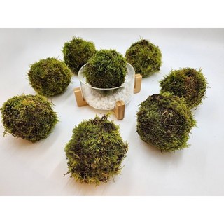 苔鑽 苔球/直徑12cm苔蘚球植物/辦公室小物/空氣清淨植物/懶人植物/情人節禮物/療癒小物, 1個