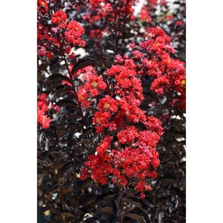 목백일홍 베스트레드 15cm포트묘 자엽배롱나무 꽃나무 배롱나무, 1개, 붉은빛