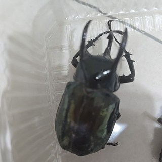 昆蟲標本 甲蟲標本 標本9