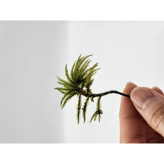 나무이끼 5촉 ( 비바리움 테라리움 이끼 이끼키우기 ), 1개