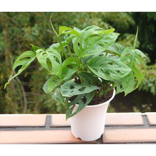 花樣渼栽盆栽生活館 穿洞蔓綠絨 洞洞蔓綠絨 4寸 (室內清淨空氣盆栽) 室內植物 觀葉植物, 1個