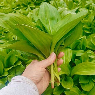 [유쾌상회] 강원도 태백 생 명이나물 산마늘 / 예약판매 상품 / 4월초중순 발송, 1kg, 1개