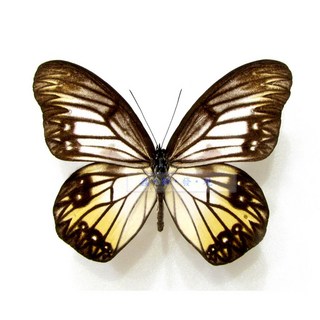 蝴蝶標本A1 Zethera incerta 眼蝶 未展翅乾貨，昆蟲標本收藏，科學教育素材，自然藝術品