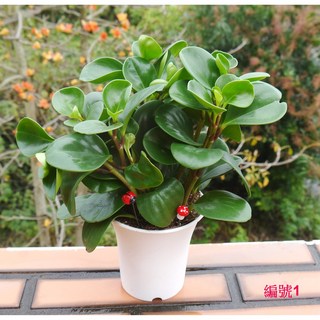 花樣渼栽盆栽生活館 招財進寶金錢樹(4寸) 室內清淨空氣盆栽, 編號1