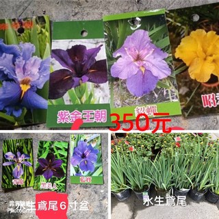 霏霏園藝 水生鳶尾 紫金王朝 6寸盆栽 水生植物 庭院盆栽 花卉, 1個